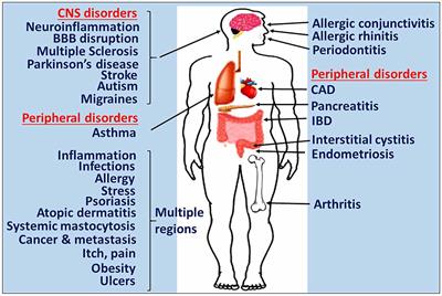 Brain and Peripheral Atypical Inflammatory Mediators Potentiate Neuroinflammation and Neurodegeneration